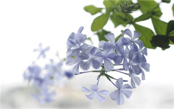When does the orchid flower?