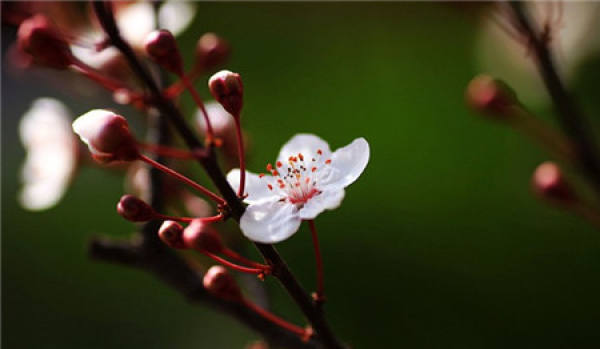 Does the Purple Leaf Plum Blossom