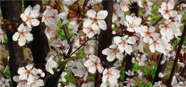 Does the Purple Leaf Plum Blossom