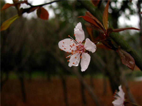 does purple leaf plum blossom