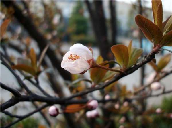 does purple leaf plum blossom