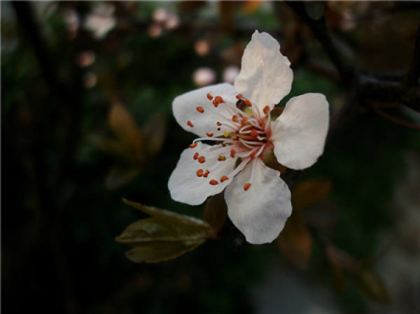 does purple leaf plum blossom