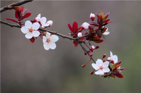 does purple leaf plum blossom