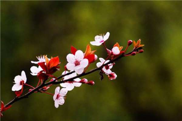 does purple leaf plum blossom