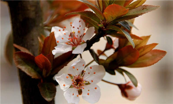 Appreciation of Purple Leaf Plum Blossom