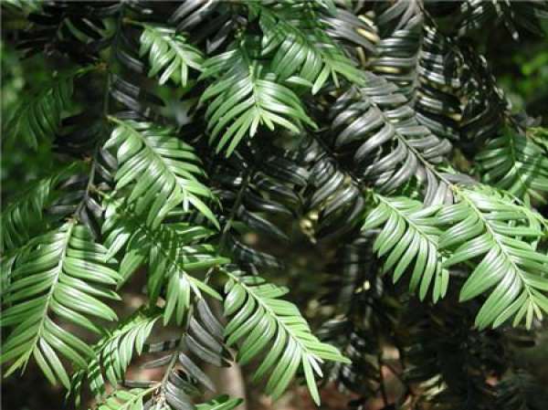Blossoming and Fruiting Conditions of Taxus chinensis