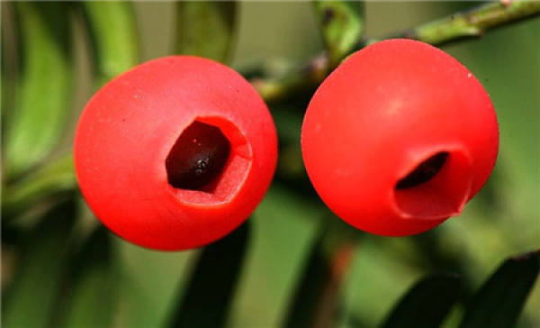 Blossom and fruiting time of Taxus media