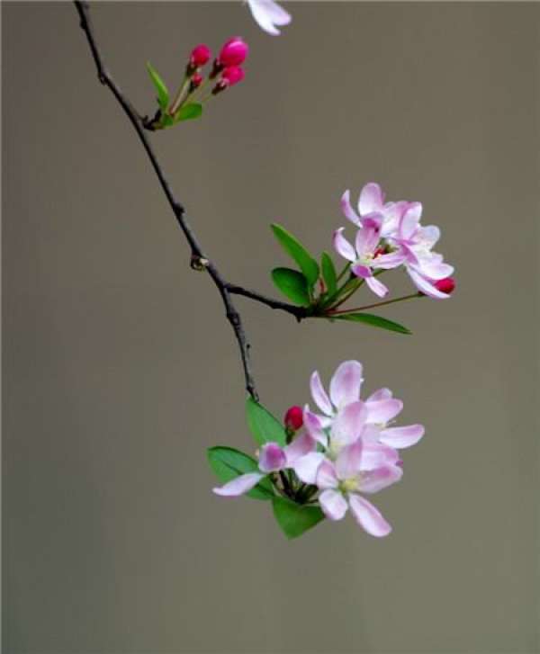 When does the weeping crabapple bloom?