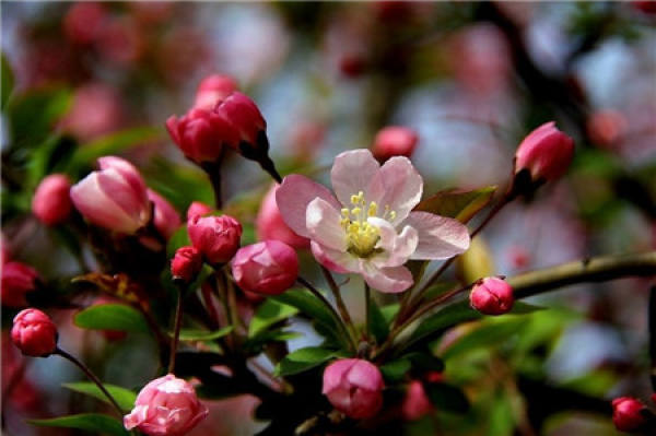 How to make the weeping crabapple blossom twice?