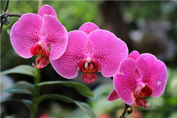 Principles of soil use for Phalaenopsis