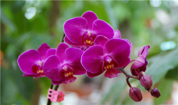 principle of using soil for Phalaenopsis