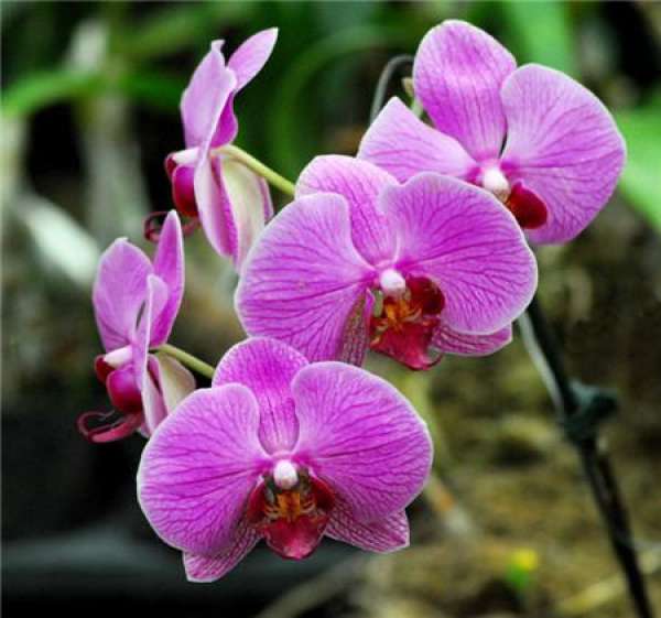 Selection of Phalaenopsis flowerpot