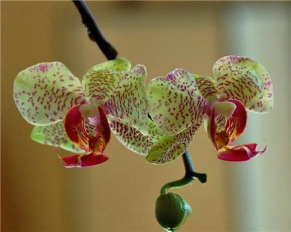 Phalaenopsis temperature-control