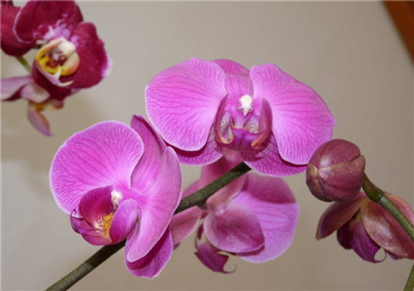 Phalaenopsis temperature-control