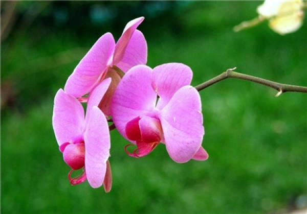 Phalaenopsis temperature control