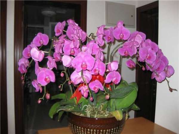 Phalaenopsis for ventilation