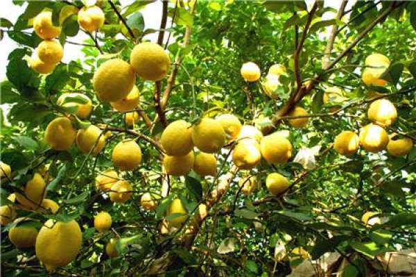 Root Rot in Lemons