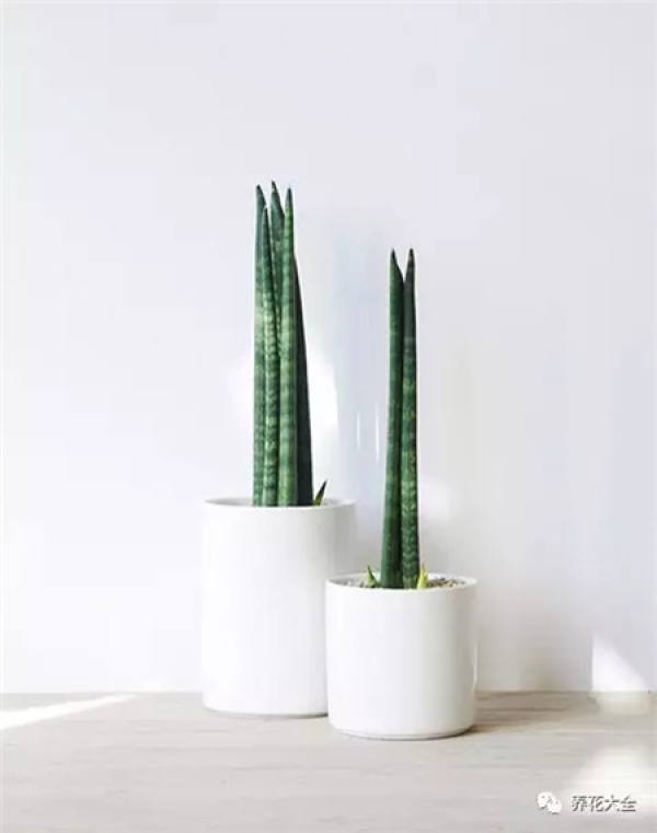 Sansevieria clavata