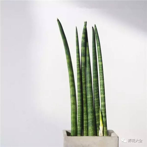 Sansevieria clavata