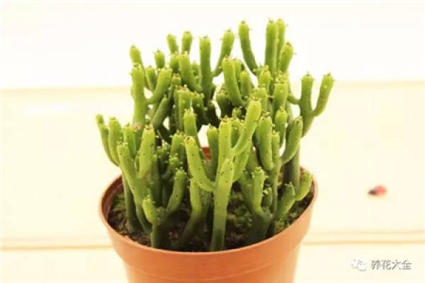 Sansevieria clavata