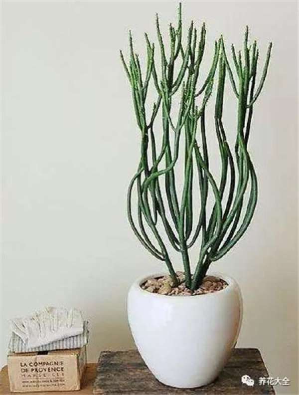 Sansevieria clavata