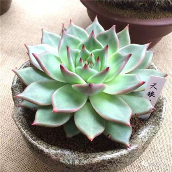 Sansevieria clavata