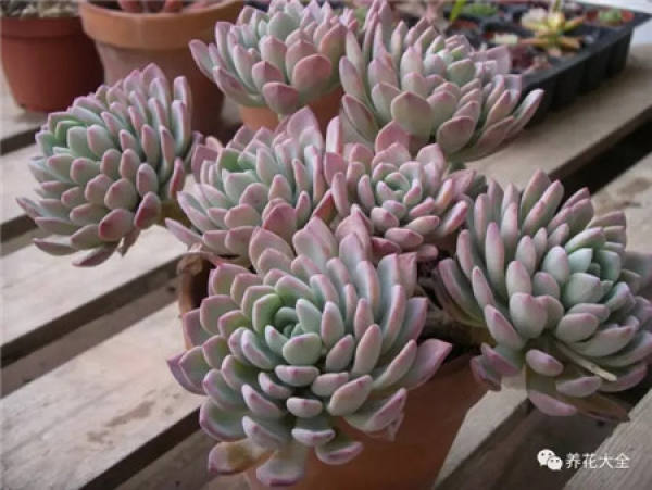 Sansevieria clavata