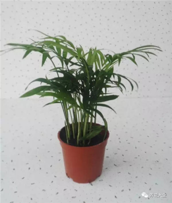 Sansevieria clavata