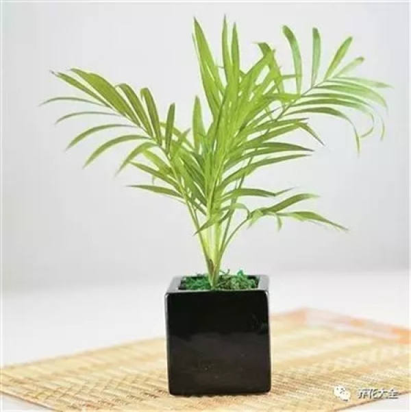 Sansevieria clavata