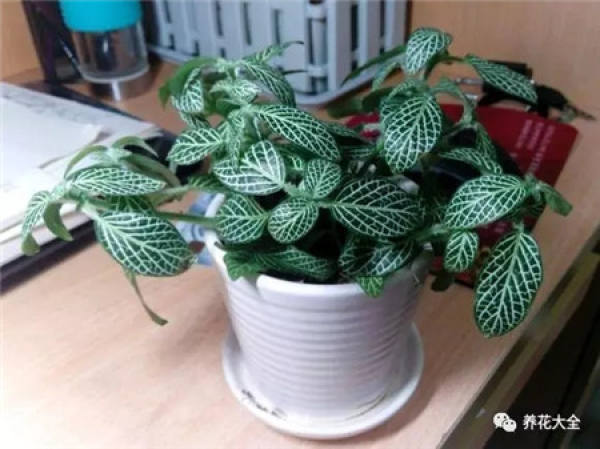 Sansevieria clavata