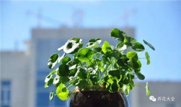Herba Lysimachiae Christinae