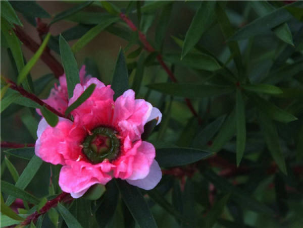 The Flowering Period of Pine-red Plum