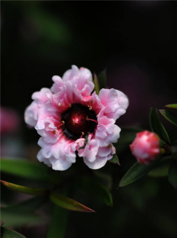The Flowering Period of Pine-red Plum