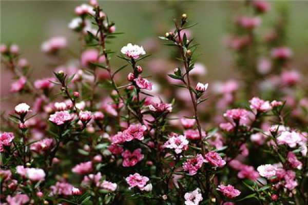 florescence of red plum