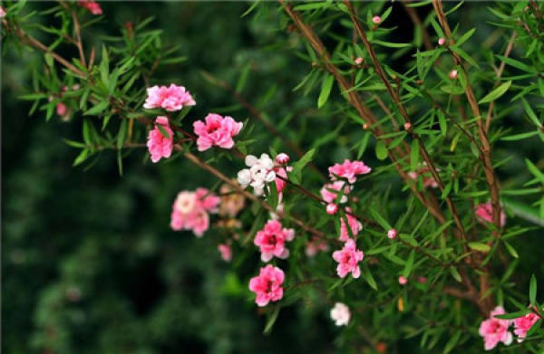 florescence of red plum