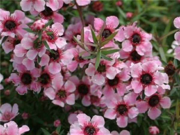 florescence of red plum