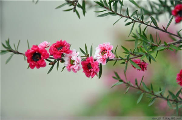 florescence of red plum