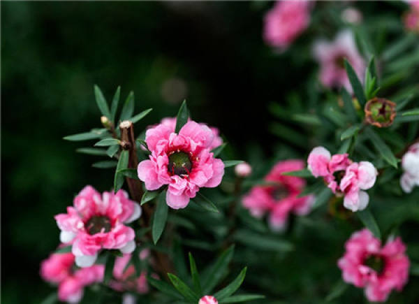 Appreciation of the picture of red pine flower