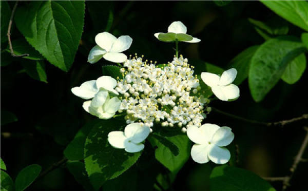 Appreciation of Qionghua Blossom Picture