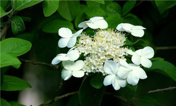 When does Qionghua bloom?