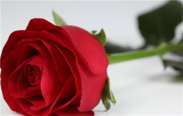 Red Rose