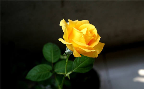 Red Rose