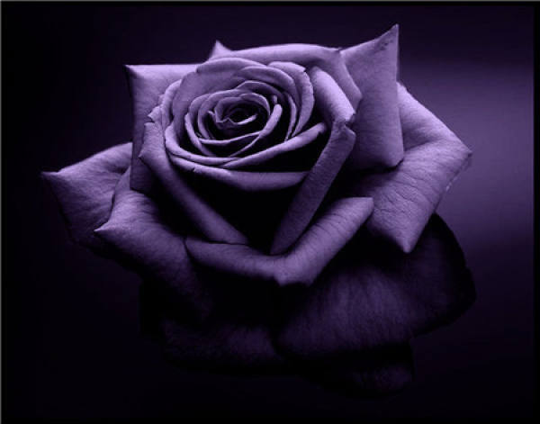 Red Rose