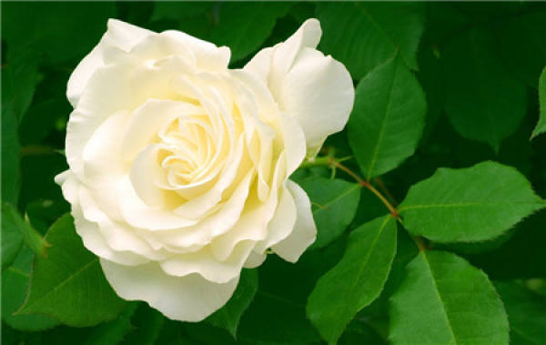 Red Rose