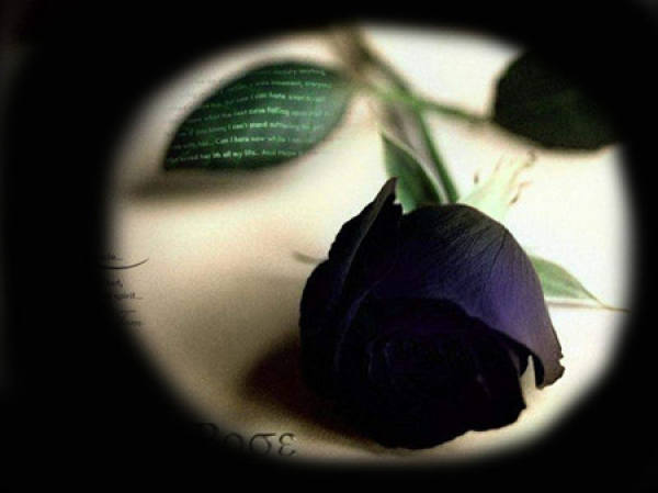 Red Rose