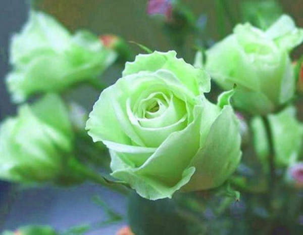 Red Rose