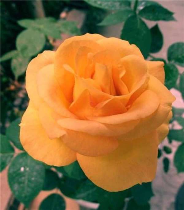red rose