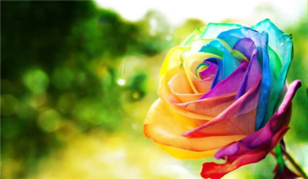 Colorful Roses