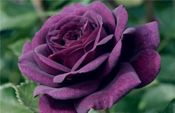 The Flower Language of Louis XIV