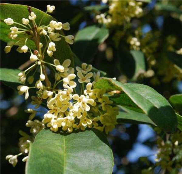 When is the four seasons cassia cuttage?